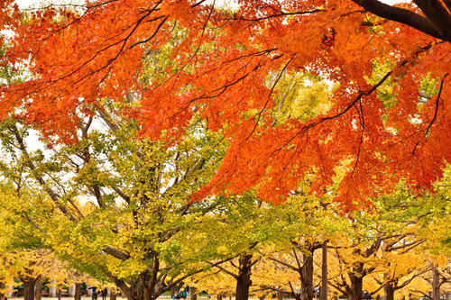 昭和記念公園201611