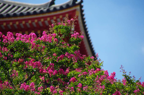 高幡不動尊201208-6