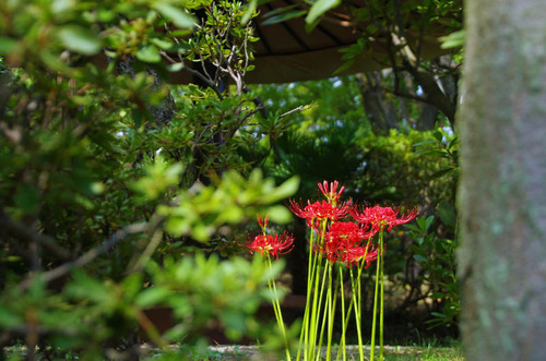 京王百草園201309-4