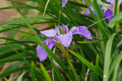 京王百草園201203-9