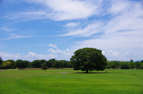 昭和記念公園201307-7
