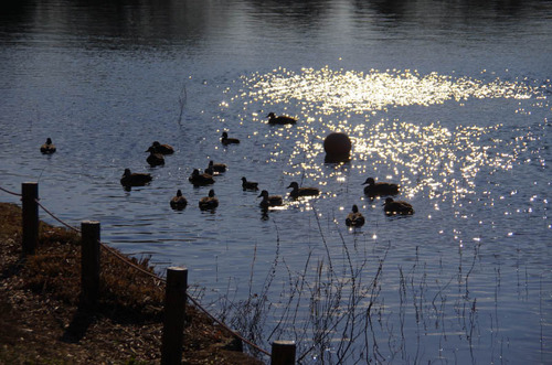 昭和記念公園201112-10