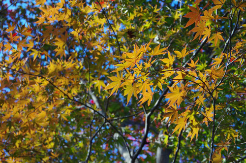 百草園201111-3