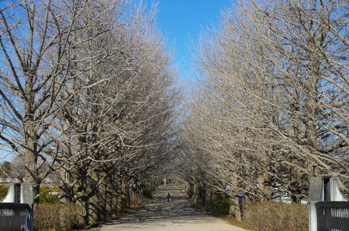 昭和記念公園201301-10