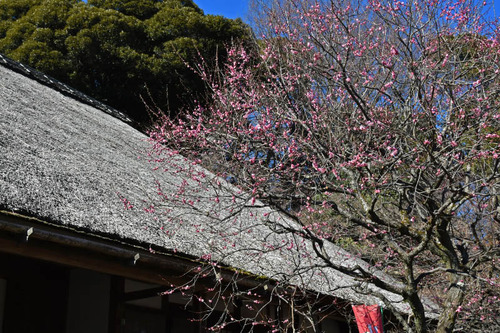 京王百草園201602-6