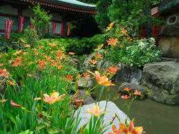 高幡不動尊090809-7