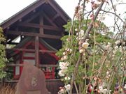 高幡不動尊枝垂梅-小3