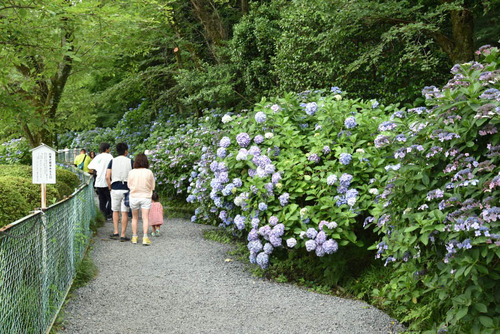高幡不動尊201506-4