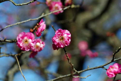 京王百草園201101-7