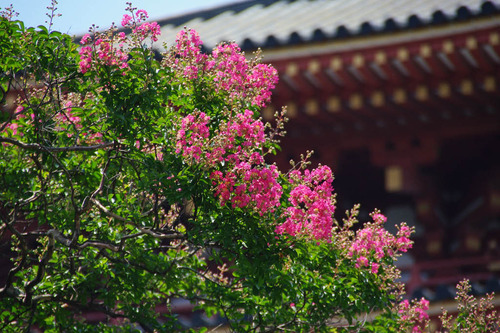 高幡不動尊20100725-3