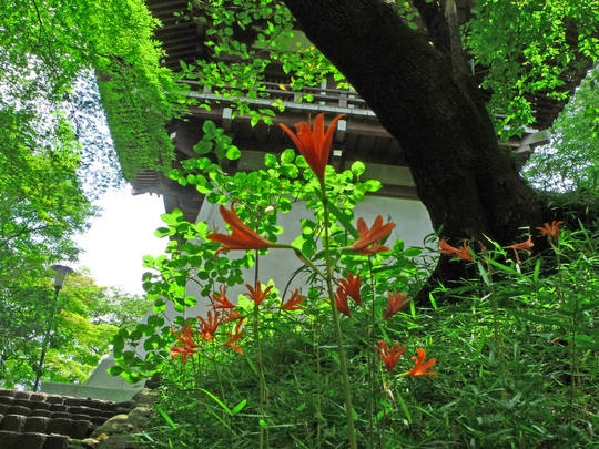 高幡不動尊090809-2