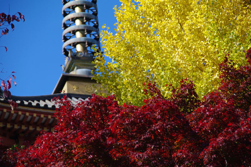 高幡不動尊201011-7