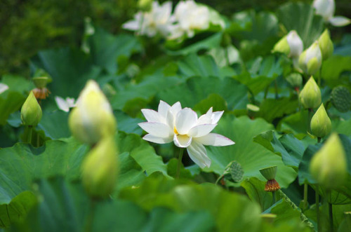 昭和記念公園201307-8