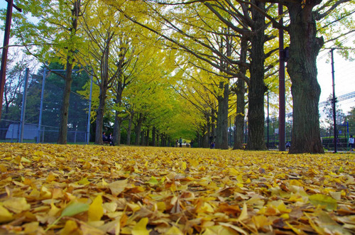 昭和記念公園201311-3