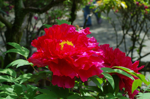 京王百草園201105-9