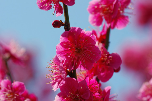 昭和記念公園201203-5