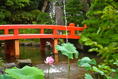 高幡不動尊201708
