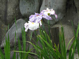 ¶á½ê¤ÎÍÑ¿åÏ©200906-5