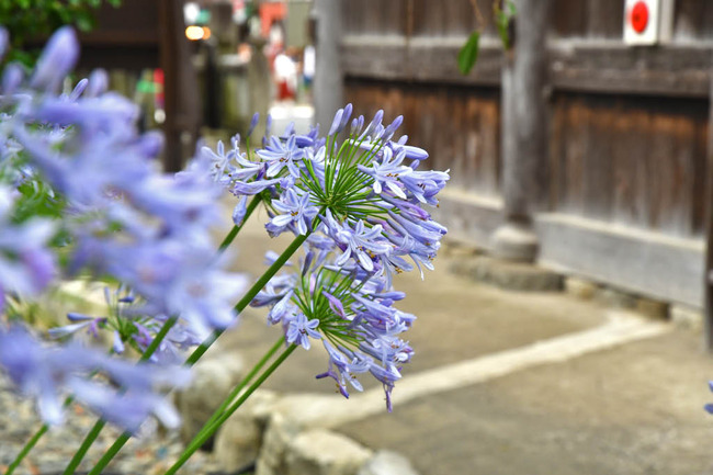 高幡不動尊201707