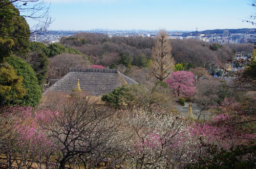 京王百草園201101-9
