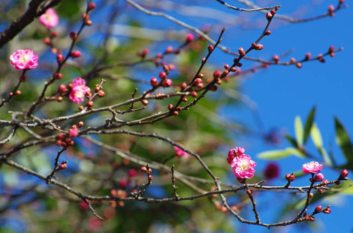 京王百草園201501-5