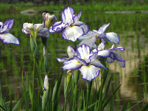 田んぼの花菖蒲0906-6