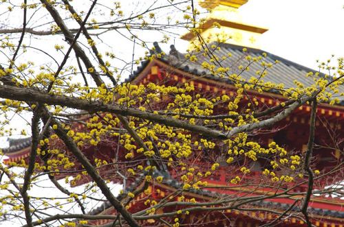 高幡不動201503-9