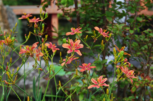 高幡不動尊20100814-5
