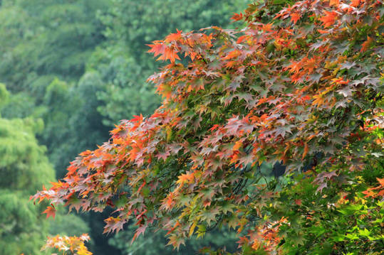 秋の百草園200911-2