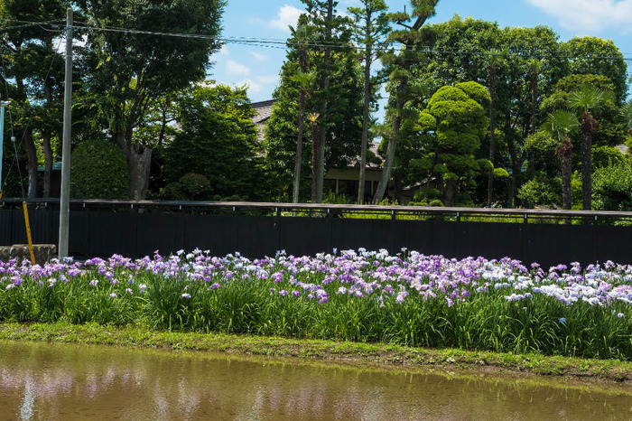 菖蒲田2018