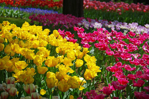 昭和記念公園201204-12