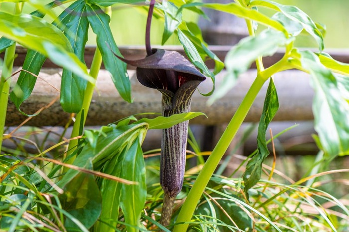 京王百草園201904