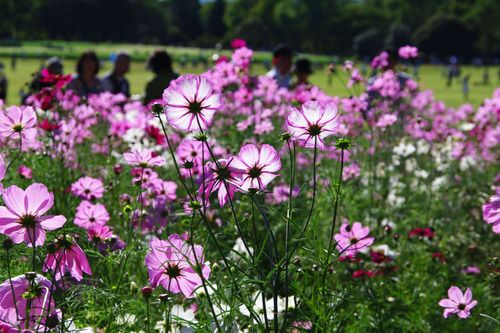 昭和記念公園201010-9