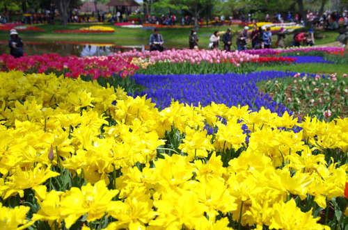 昭和記念公園201404-2