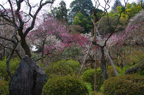 京王百草園201303-1
