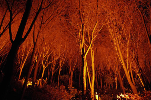 京都清水寺201211-8