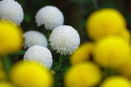 菊まつり2015
