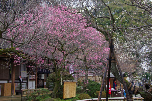 京王百草園201203-7