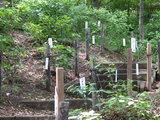 緑の高幡不動0518-4