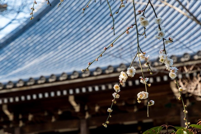 高幡不動尊201903