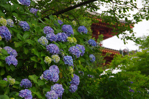 高幡不動あじさい祭り201106-5