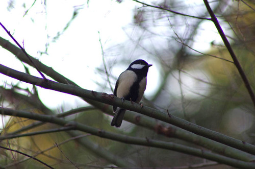 散歩道の野鳥201301-9