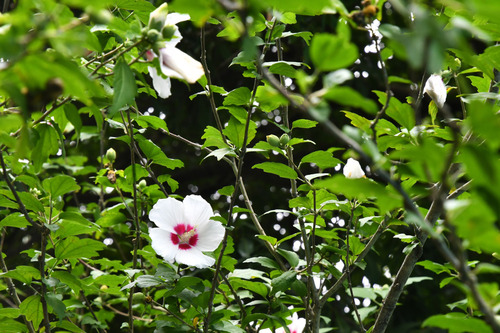 昭和記念公園201607-11