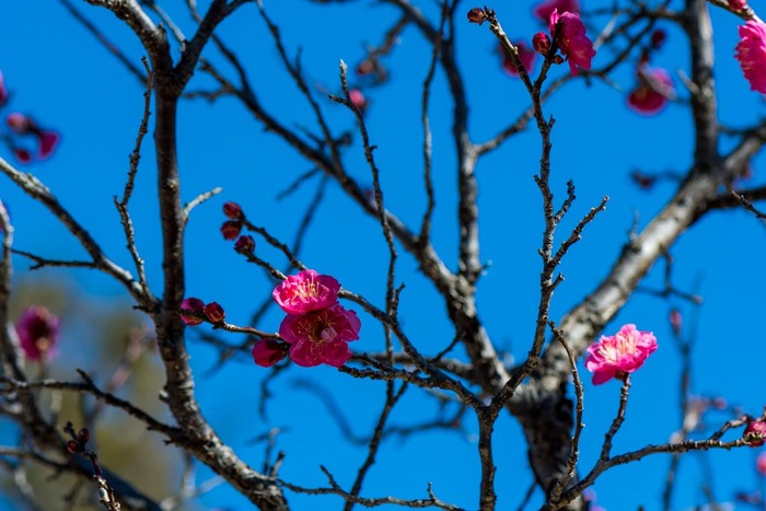 昭和記念公園201901
