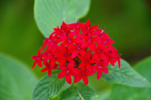 由布島の花201108-15