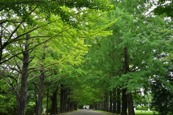 昭和記念公園201708