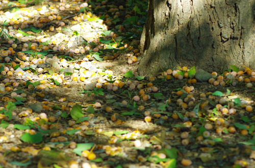 昭和記念公園201309-12