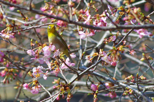 昭和記念公園201403-3