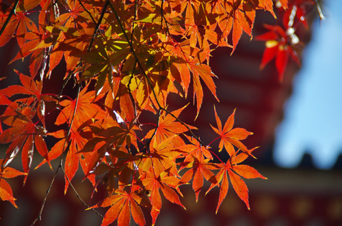 高幡不動201111-9