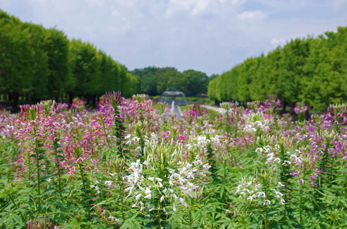 昭和記念公園201408-1